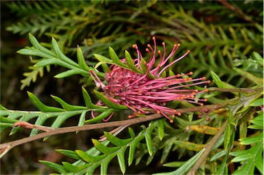 APII jpeg image of Grevillea 'Ivanhoe'  © contact APII