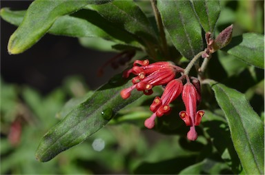 APII jpeg image of Grevillea mollis  © contact APII