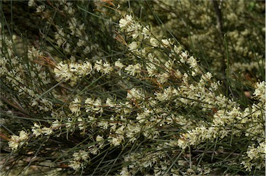 APII jpeg image of Hakea adnata  © contact APII