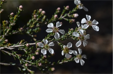 APII jpeg image of Leptospermum parvifolium  © contact APII