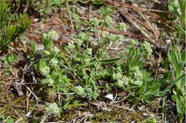 APII jpeg image of Poranthera microphylla  © contact APII