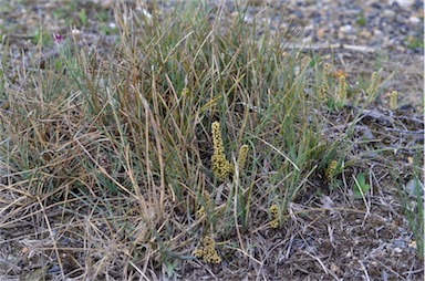 APII jpeg image of Lomandra glauca  © contact APII