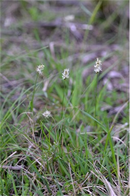 APII jpeg image of Carex chlorantha  © contact APII