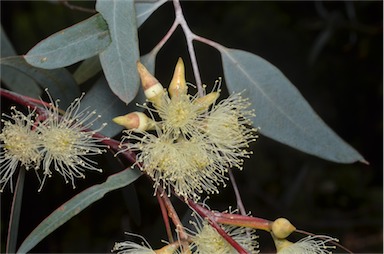 APII jpeg image of Eucalyptus dealbata  © contact APII