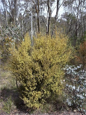 APII jpeg image of Acacia siculiformis  © contact APII