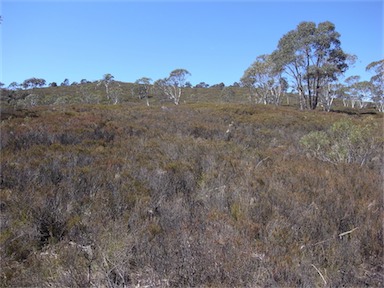 APII jpeg image of Allocasuarina nana  © contact APII