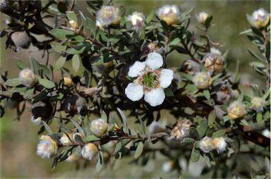 APII jpeg image of Leptospermum lanigerum  © contact APII