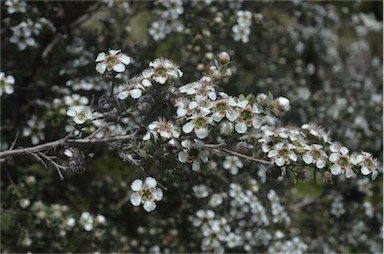 APII jpeg image of Leptospermum lanigerum  © contact APII