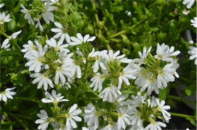 APII jpeg image of Scaevola 'White'  © contact APII