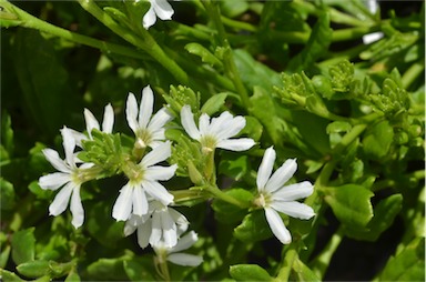 APII jpeg image of Scaevola 'White'  © contact APII