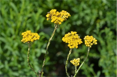 APII jpeg image of Ozothamnus diotophyllus 'Gold Dust'  © contact APII