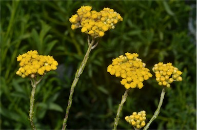 APII jpeg image of Ozothamnus diotophyllus 'Gold Dust'  © contact APII