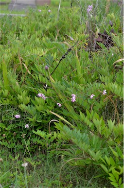 APII jpeg image of Indigofera decora  © contact APII