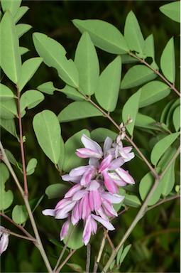 APII jpeg image of Indigofera decora  © contact APII