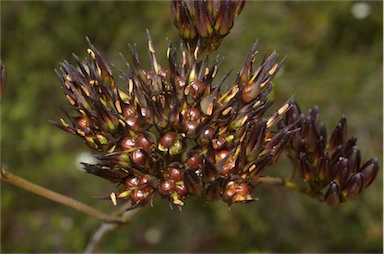 APII jpeg image of Haemodorum planifolium  © contact APII