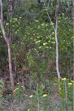 APII jpeg image of Cassinia aureonitens  © contact APII