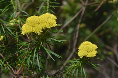 APII jpeg image of Cassinia aureonitens  © contact APII