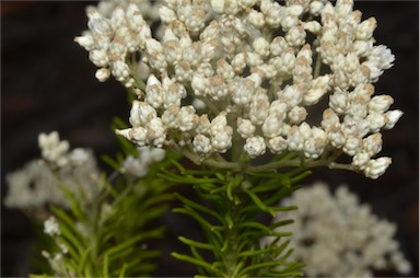 APII jpeg image of Ozothamnus diosmifolius  © contact APII