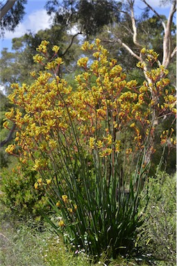 APII jpeg image of Anigozanthos 'Bush Bonanza'  © contact APII