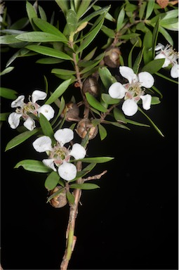 APII jpeg image of Leptospermum grandifolium  © contact APII