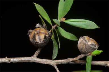 APII jpeg image of Leptospermum grandifolium  © contact APII