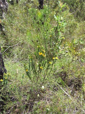 APII jpeg image of Pultenaea canescens  © contact APII