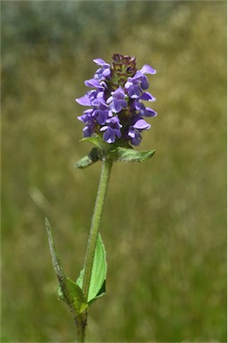 APII jpeg image of Prunella vulgaris  © contact APII