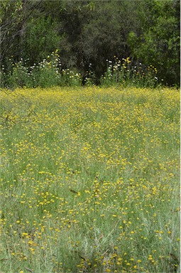 APII jpeg image of Helichrysum rutidolepis  © contact APII