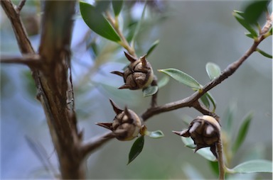 APII jpeg image of Leptospermum petraeum  © contact APII