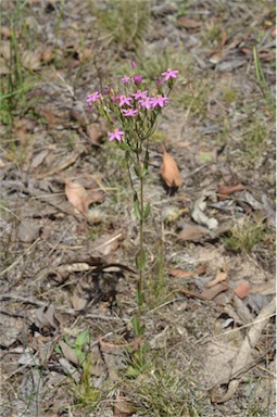 APII jpeg image of Centaurium erythraea  © contact APII