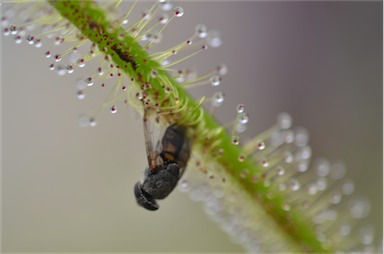 APII jpeg image of Drosera binata  © contact APII