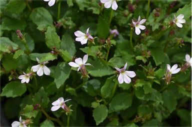 APII jpeg image of Lobelia purpurascens  © contact APII