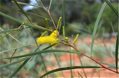 APII jpeg image of Acacia desmondii  © contact APII