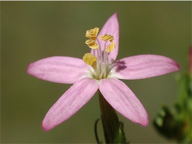 APII jpeg image of Centaurium erythraea  © contact APII