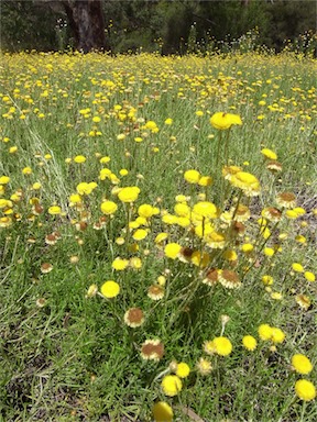 APII jpeg image of Helichrysum rutidolepis  © contact APII