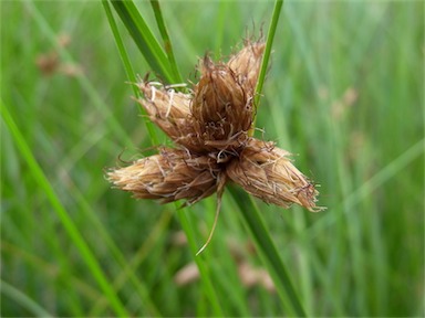 APII jpeg image of Bolboschoenus caldwellii  © contact APII