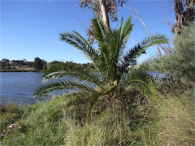 APII jpeg image of Phoenix canariensis  © contact APII