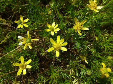 APII jpeg image of Ranunculus inundatus  © contact APII