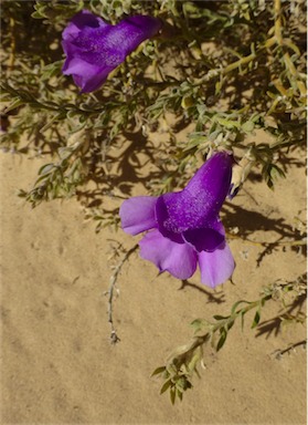 APII jpeg image of Eremophila macdonnellii  © contact APII