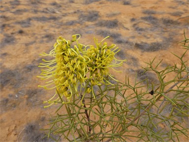 APII jpeg image of Hakea eyreana  © contact APII