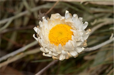 APII jpeg image of Leucochrysum alpinum  © contact APII