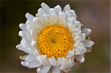 APII jpeg image of Leucochrysum alpinum  © contact APII