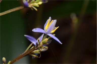 APII jpeg image of Dianella atraxis  © contact APII