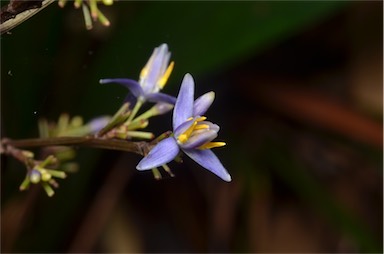 APII jpeg image of Dianella atraxis  © contact APII