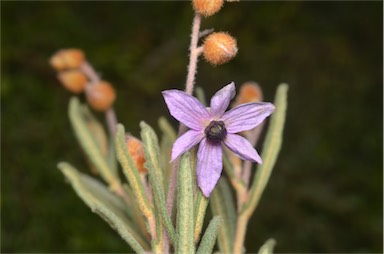 APII jpeg image of Lysiosepalum involucratum  © contact APII