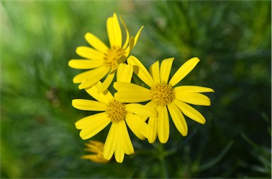 APII jpeg image of Senecio pinnatifolius  © contact APII