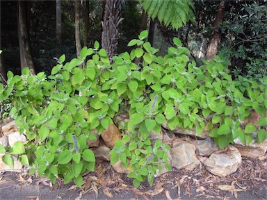 APII jpeg image of Plectranthus graveolens  © contact APII