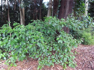 APII jpeg image of Solanum viridifolium  © contact APII