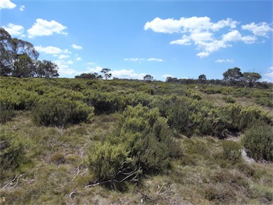 APII jpeg image of Ozothamnus cupressoides  © contact APII