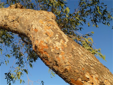 APII jpeg image of Corymbia terminalis  © contact APII